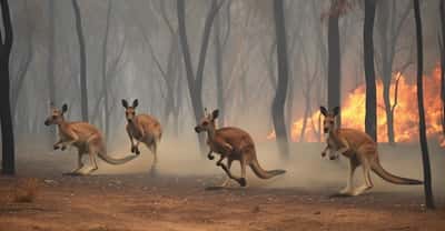 Alors que le bureau météorologique australien vient de confirmer la formation d’un phénomène El Niño, l’Australie craint des effets intenses sur les températures et les précipitations. Des effets qui pourraient mener à une nouvelle saison des feux de forêt dévastatrice. © Belyaaa, Adobe Stock