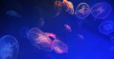 Dans l’océan, la bioluminescence est presque une règle. Les chercheurs l’étudient notamment pour comprendre son rôle dans le processus de pompe biologique de carbone. © Raisa Kanareva, Adobe Stock