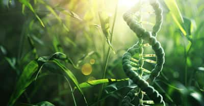 Des chercheurs de l’université Macquarie (Australie) envisagent les biotechnologies comme des solutions qui pourraient nous aider à lutter contre le réchauffement climatique. © Mongkol, Adobe Stock
