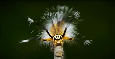 Sur la tête de cette chenille de Lasiocampidae, un joli smiley… ou une effrayante tête de mort. Au choix ! © David Weiller