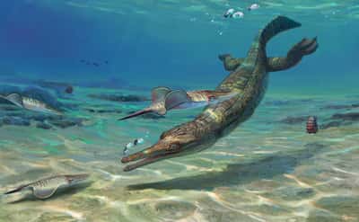 Un squelette de thalattosuchien, cousin des crocodiles, âgé de 185 millions d'années a été découvert en Angleterre. © Dmitry Bogdanov, Wikimedia Commons, CC by-sa 3.0
