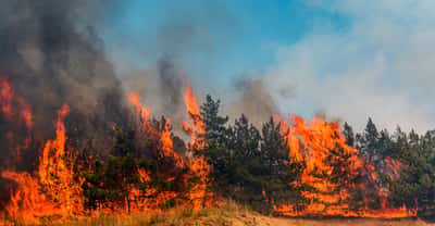 Une Météo des forêts est lancée pour mieux prévenir le danger des feux de forêt en France. © yelantsevv, Adobe Stock