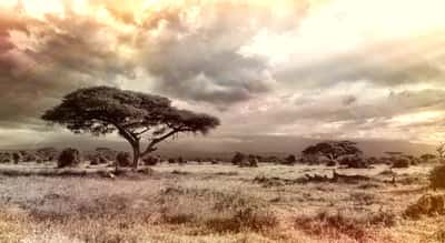 Une vaste région d'Afrique émet des quantités énormes de carbone alors qu'elle est composée de savanes. © cocoparisienne, Pixabay