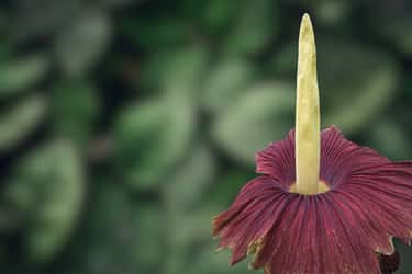La plus grande fleur du monde. © Magic Hen, Adobe Stock