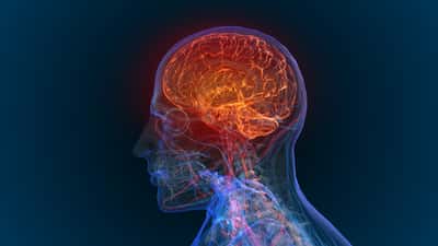Le cerveau humain peut attendre des températures importantes, tout en fonctionnant normalement. © appledesign, Adobe Stock