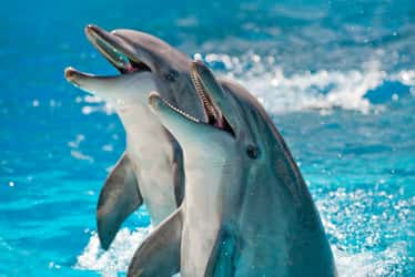 Les cétacés, comme les dauphins et les orques, sont désormais « verrouillés » dans leur mode de vie aquatique, selon la loi de Dollo. © alexxx1981, iStock