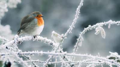 Le froid va rester vif jusqu'au week-end. © Frank Eccles, Adobe Stock