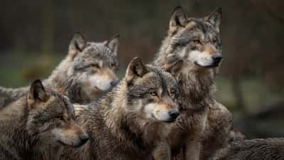 Dans le cinquième plan national d'action sur le loup pour 2024-2029, de nouvelles mesures entreront en vigueur à partir du 1er janvier 2024. © Patrick.J, Adobe Stock