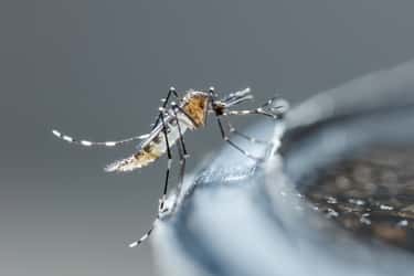 La dengue est&nbsp;transmise à l’Homme par le&nbsp;moustique tigre&nbsp;lors d’un repas sanguin.&nbsp;© smuay, Adobe Stock