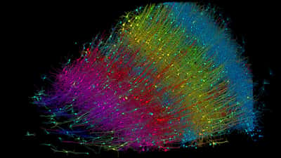 Six couches de neurones excitateurs, codés par couleur en fonction de la profondeur. © Google Research and Lichtman Lab