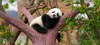 En protégeant le panda (espèce parapluie) et son territoire, on sauve d'autres espèces et organismes. ©  SJ Travel Footage, Adobe Stock
