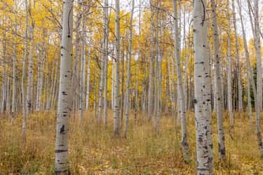 La forêt nommée Pando représenterait un organisme âgé de plusieurs dizaines de milliers d'années. © Terri Cage, Adobe Stock