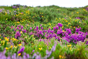 La plupart des plantes méditerranéennes ont avancé leur période de floraison. © Ana, Adobe Stock