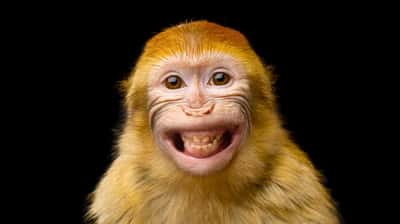 Ce macaque (Macaca sylvanus) souriant malicieusement fait partie des genres de primates chez qui la masturbation a été documentée. Celle-ci a été observée, en ce qui concerne les mâles, chez au moins 70 % des genres de primates, et, en ce qui concerne les femelles, chez au moins 42 % des genres. © seregraff, Adobe Stock