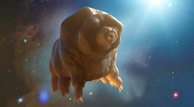 Les tardigrades sont des animaux extrêmophiles : ils peuvent survivre à des conditions de température et de pression extrêmes, à des niveaux de radiation intenses, et même au vide spatial. © de Art, Adobe Stock