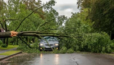 La tempête Bert a fait chuter au moins 150 arbres à Lyon. © Alexander Bugayov, Adobe Stock (image générée avec IA)