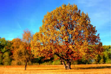 Ce temps estival en plein automne va persister jusqu'à la mi-octobre, au moins. © giani, Pixabay