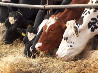 Des traces du virus H5N1 (grippe aviaire) ont été détectées dans du lait de vache pasteurisé, un risque pour la santé des consommateurs ? © focus finder, Adobe Stock