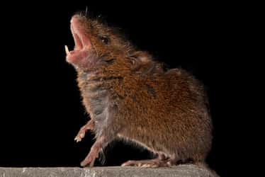 Ces souris « chantent » comme les oiseaux et c'est pour défendre leur territoire. © Science.com, iStock