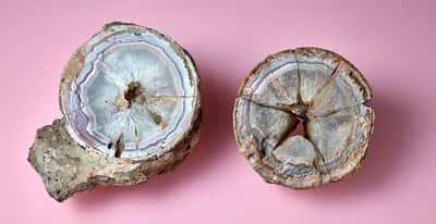 Spécimens d'agate exposés au muséum d'Histoire naturelle de Londres. © Natural History Museum, Londres