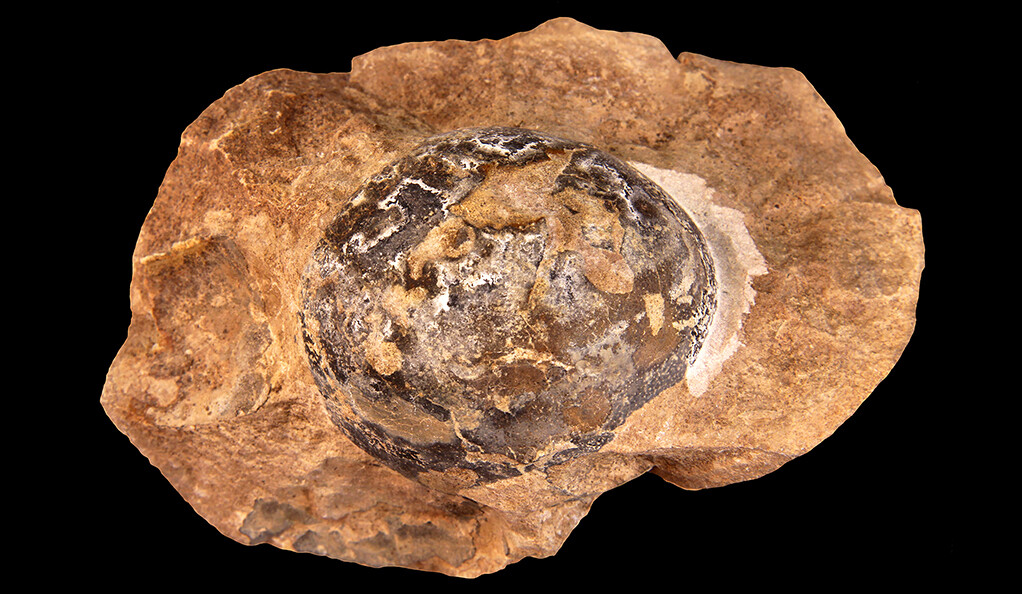 Un œuf de Mussaurus fossilisé. © Mark Norell et al., Nature