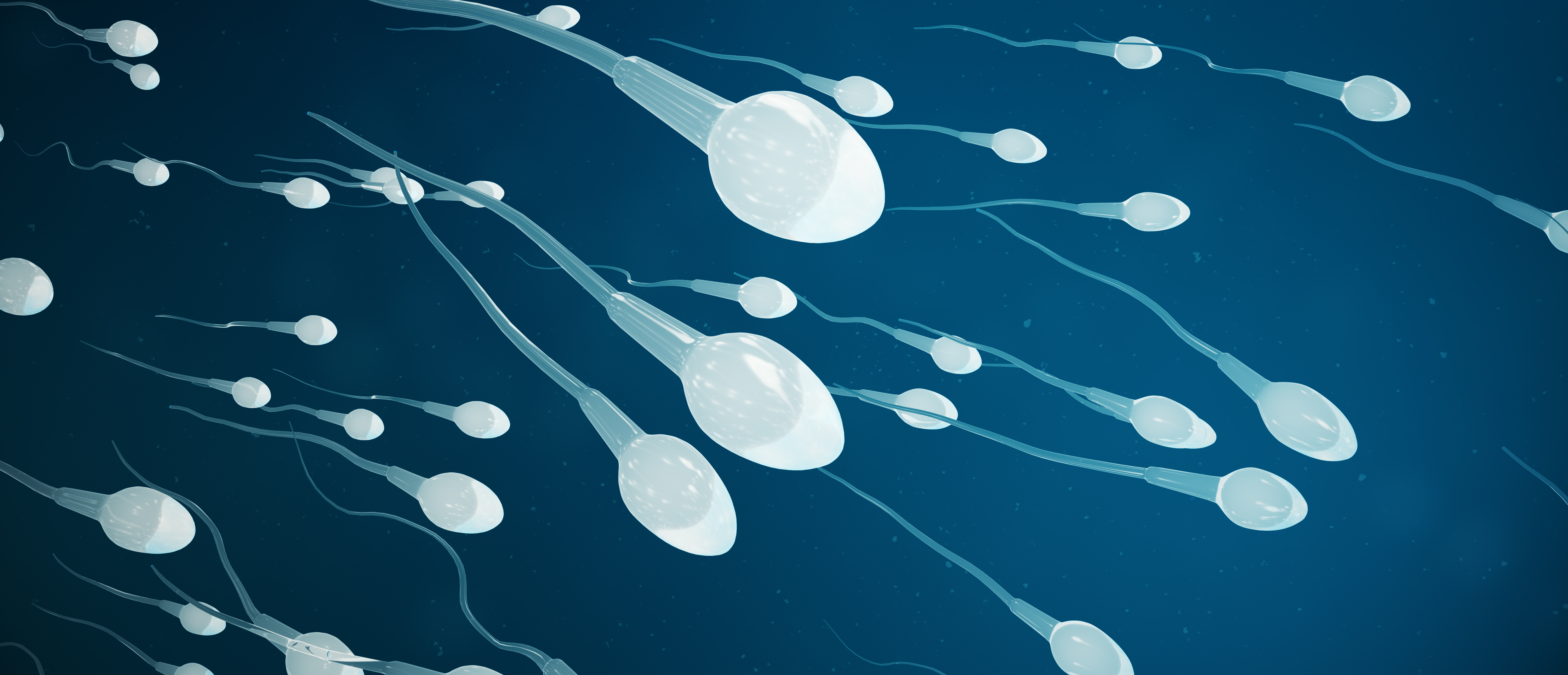 Une nouvelle étude du Harvard GenderSci Lab dans la revue Human Fertility, « The Future of Sperm: A Biovariability Framework for Understanding Global Sperm Count Trends » questionne la panique sur les tendances apparentes de la diminution du nombre de spermatozoïdes humains. © rost9, Adobe Stock&nbsp;