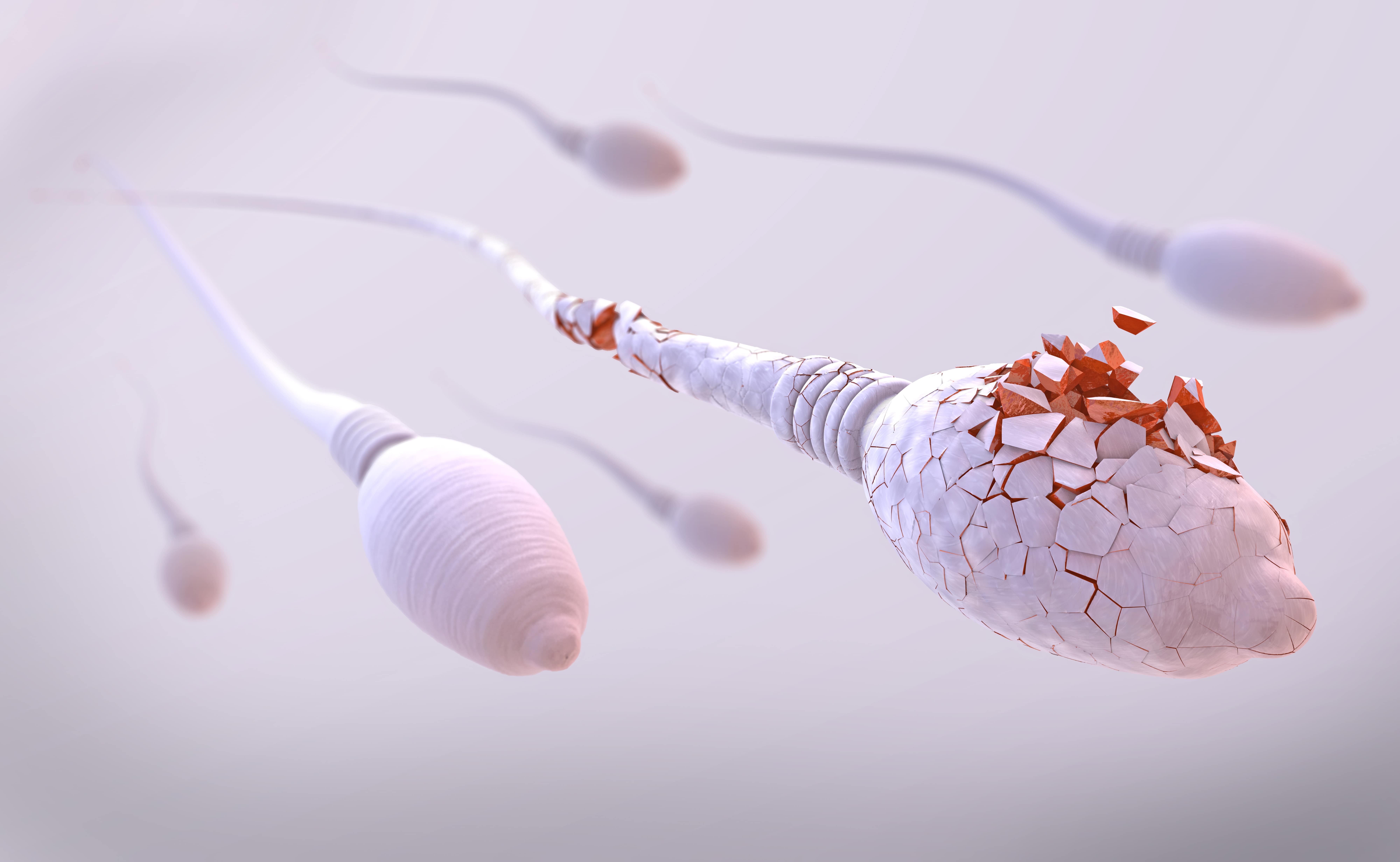 « La concentration en spermatozoïdes a sensiblement diminué entre 1973 et 2018 », selon cette nouvelle étude. © Christoph Burgstedt, Adobe Stock