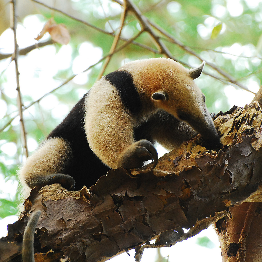 Contrairement à son cousin le tamanoir, le tamandua est arboricole. © jerryoldenettel, Flickr, cc by nc sa 2.0