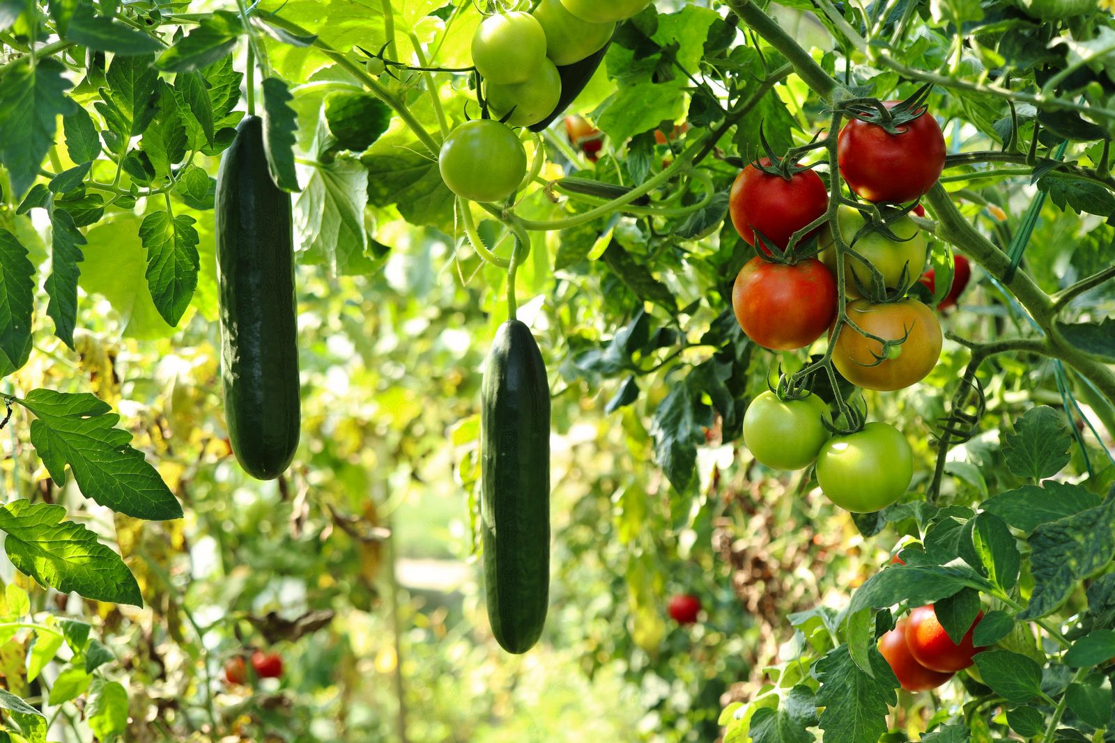 En juin, au jardin bio, on sème, paille, récolte… © planet_fox, Pixabay