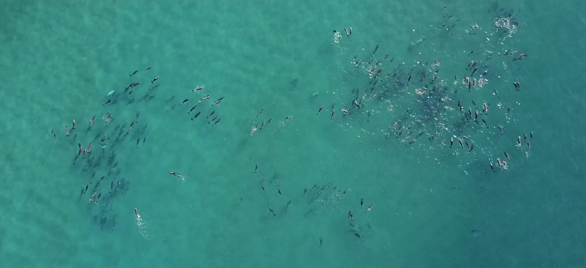 Image extraite de la vidéo Sardine Run © Steven Surina / Shark Education