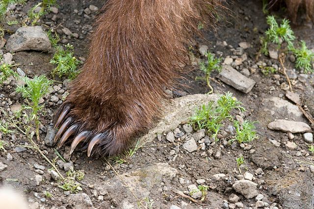 Patte avant d'un ours brun (Ursus arctos). Ce mammifère de 700 kg est capable de se redresser sur ses pattes. Cela pourrait expliquer pourquoi ses empreintes et ses apparitions ont alimenté le mythe du yéti. © Jim Chapman, Wikimedia Commons, CC by-sa 2.0