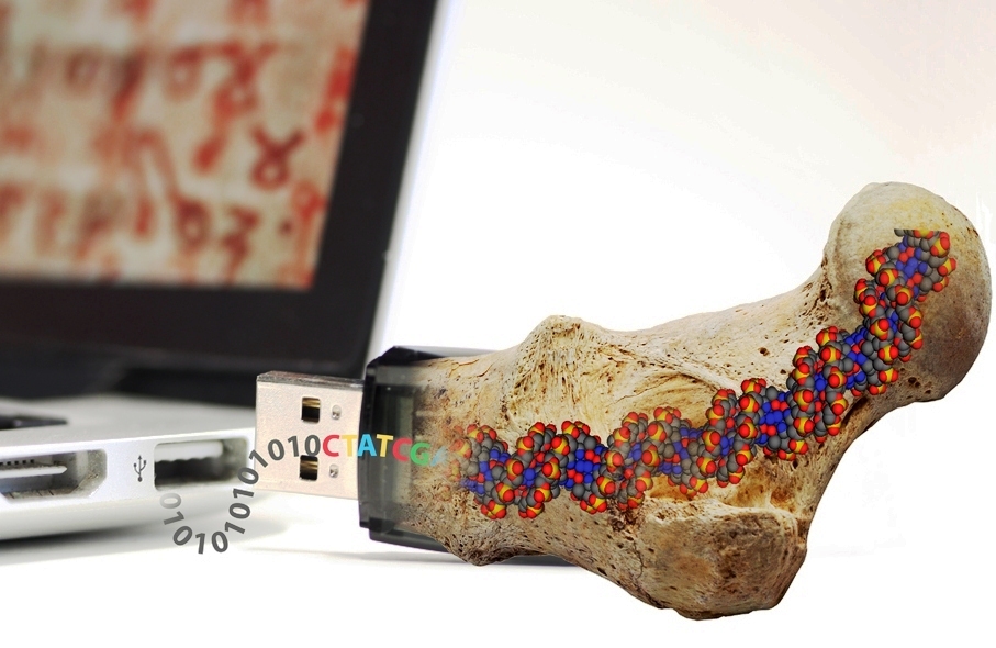 Inspiré par la longue conservation de l'ADN dans les os en paléontologie, un groupe de chercheurs de l'ETH, en Suisse, a développé une technologie ingénieuse pour stocker l'information numérique moderne dans de l'ADN. © Philipp Stössel, ETH Zurich