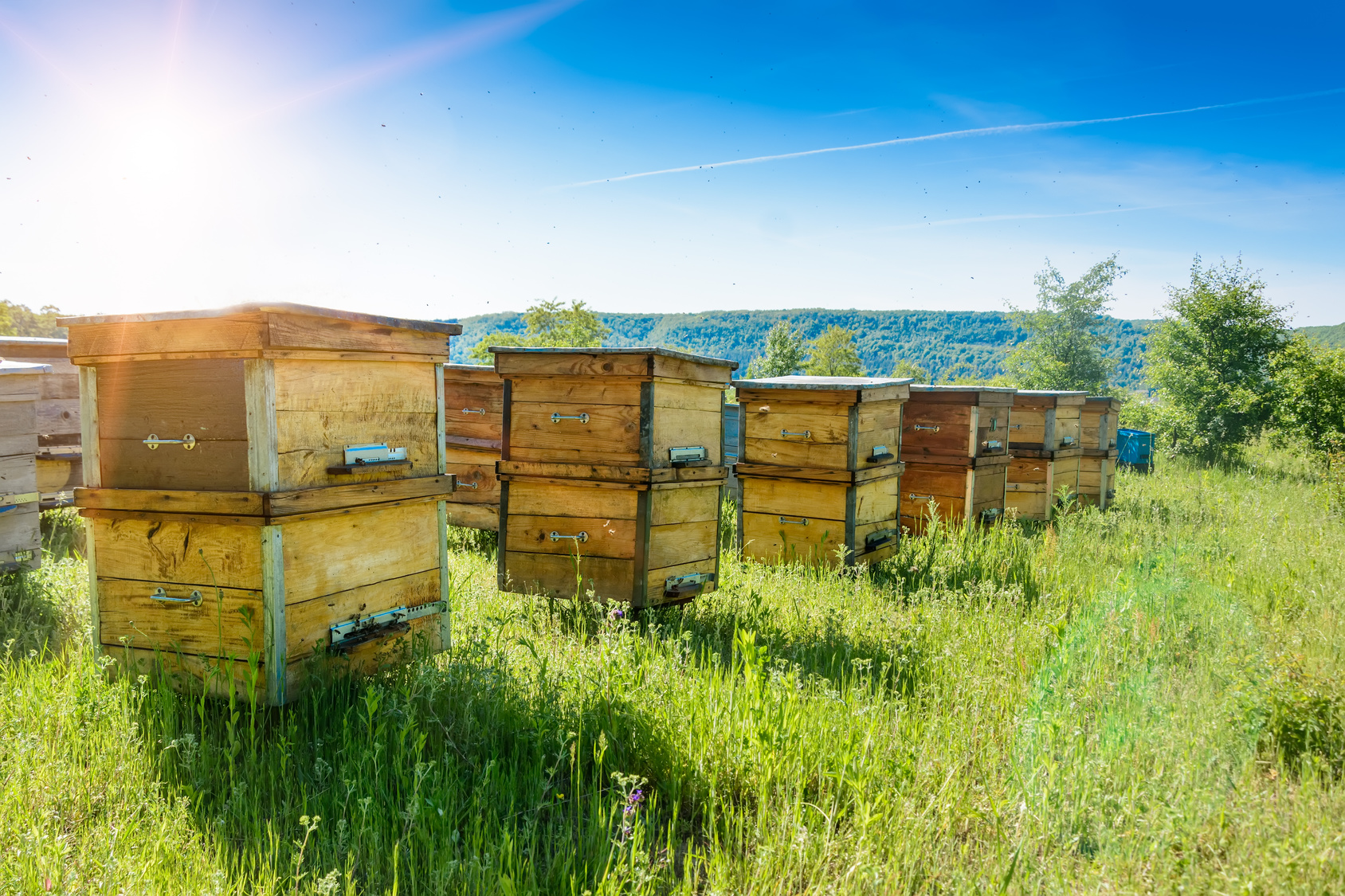 Les abeilles sont les plus connues des animaux pollinisateurs. Leur rôle pour l’agriculture est crucial. © kosolovskyy, Fotolia