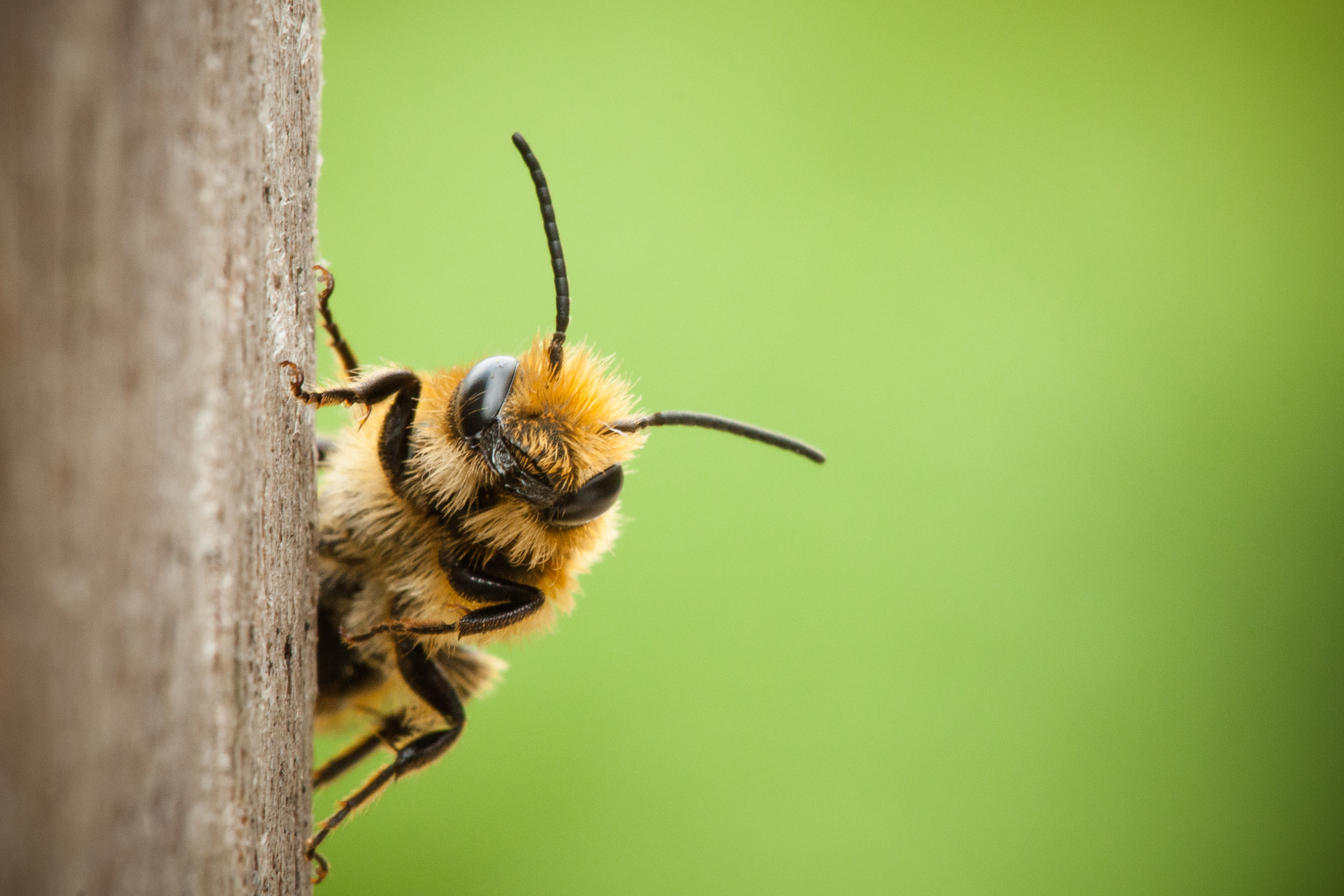 Aux États-unis, l'utilisation des néonicotinoïdes aurait significativement augmenté la toxicité des insecticides sur les abeilles domestiques. © Joost, Adobe Stock