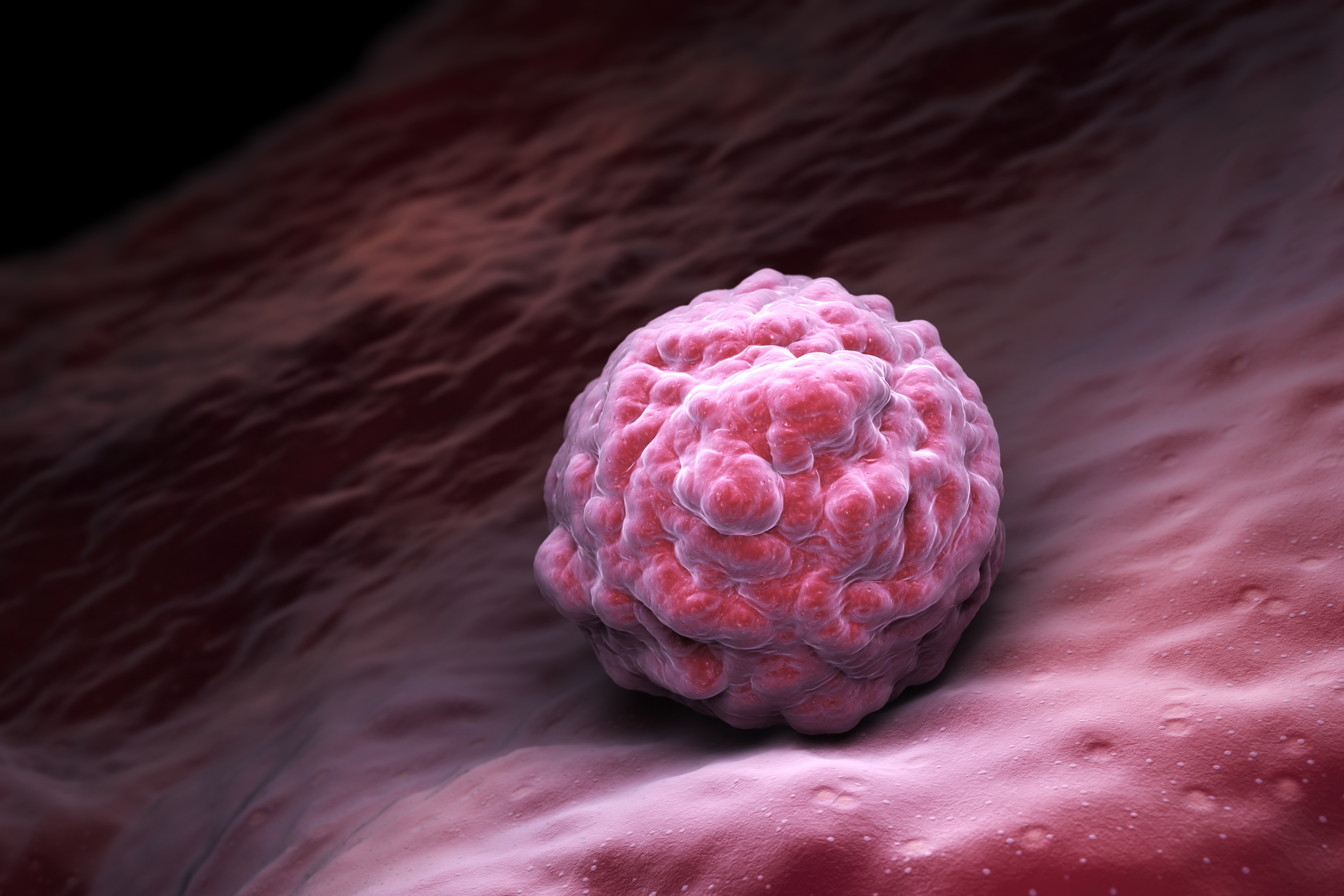 La réponse immunitaire apparaît chez l'embryon dès le stade de la blastulation. © Tatiana Shepeleva, Adobe Stock