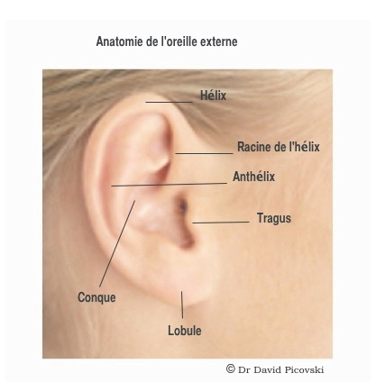 Anatomie de l’oreille externe, aussi appelée pavillon. La malformation des oreilles décollées (lorsque les pavillons ont un décollement qui dépasse 30°) peut être une source de souffrance. © David Picovski
