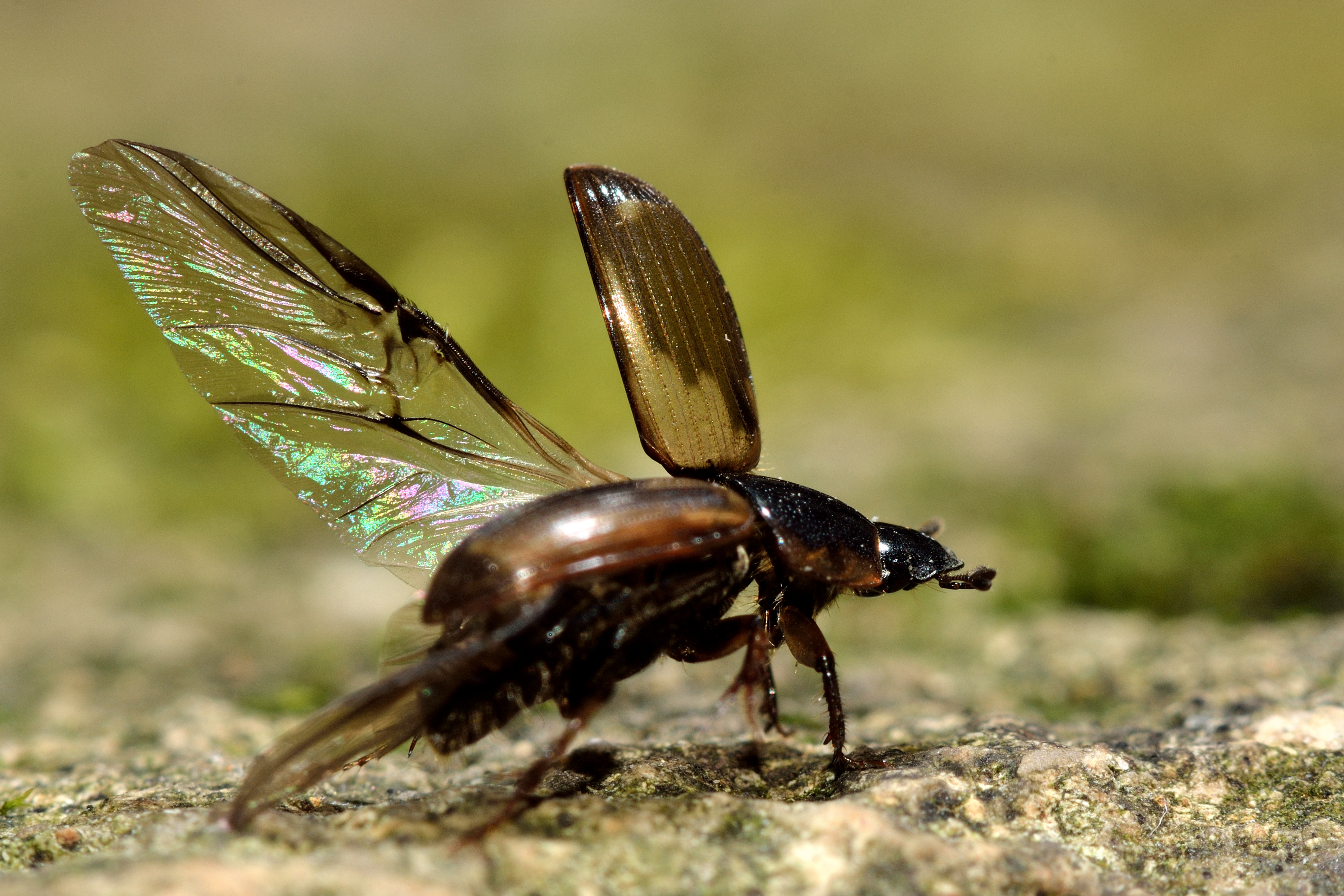 Le bousier Aphodius prodromus de la famille Scarabaeidae prenant son envol. Ses élytres protègent ses délicates ailes. © iredding01, Adobe Stock