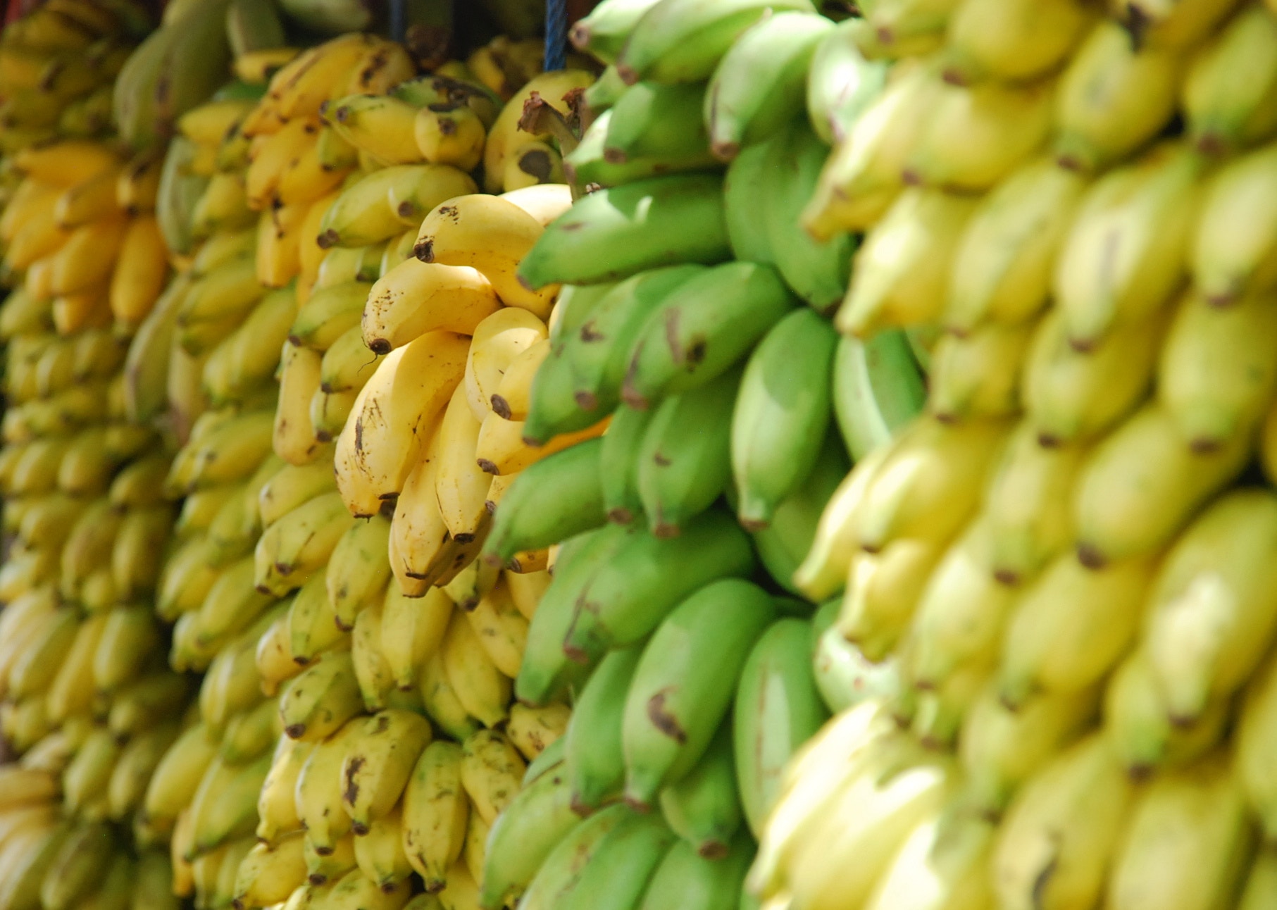 La banane fait partie des fruits&nbsp;climactériques, un fruit qui continue à mûrir&nbsp;après récolte. ©&nbsp;Botte lohr,&nbsp;Unsplash