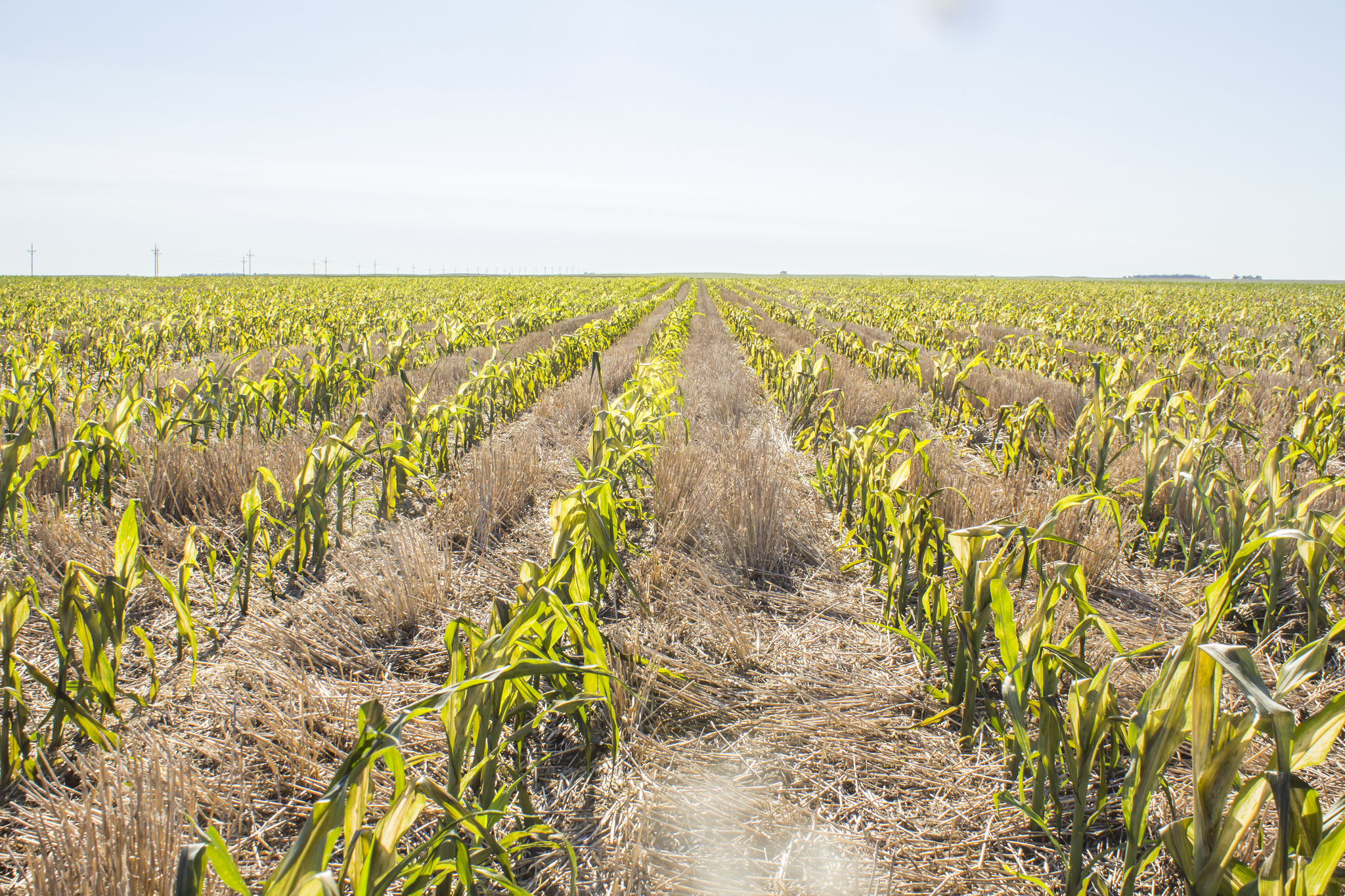 La sécheresse met en péril les récoltes. © USDA, NRCS South Dakota, Flickr