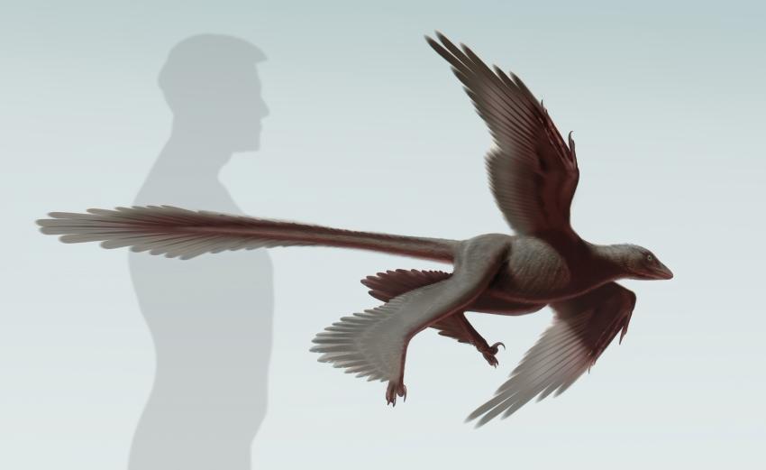 Une reconstitution d'artiste de Changyuraptor yangi, qui vient d'être découvert en Chine. L'animal possédait les plus longues plumes connues à ce jour sur la queue d'un dinosaure. © S. Abramowicz, Dinosaur Institute, NHM