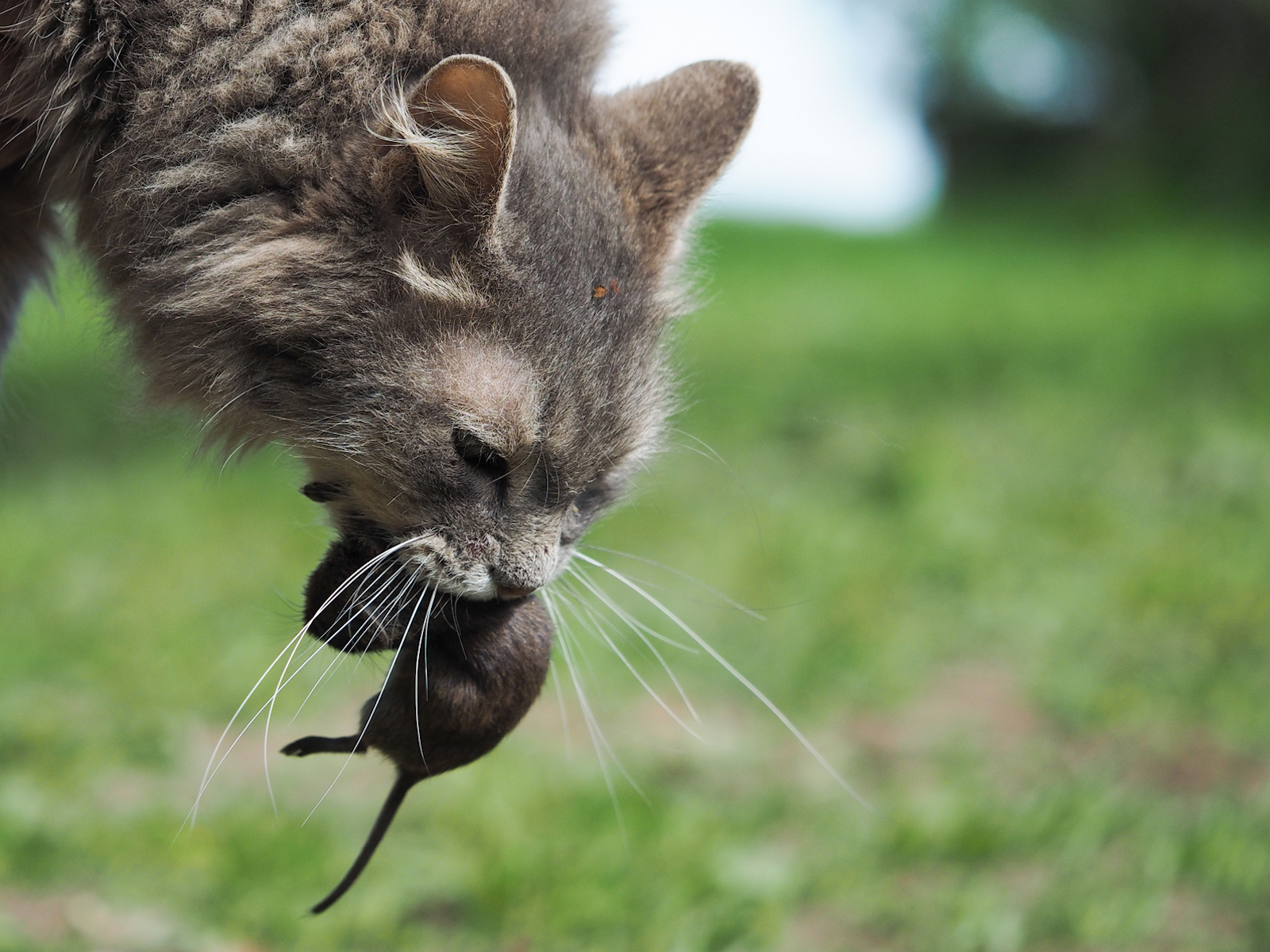 Les chats sont de très mauvais chasseurs de rats. © kozorog,&nbsp;Fotolia