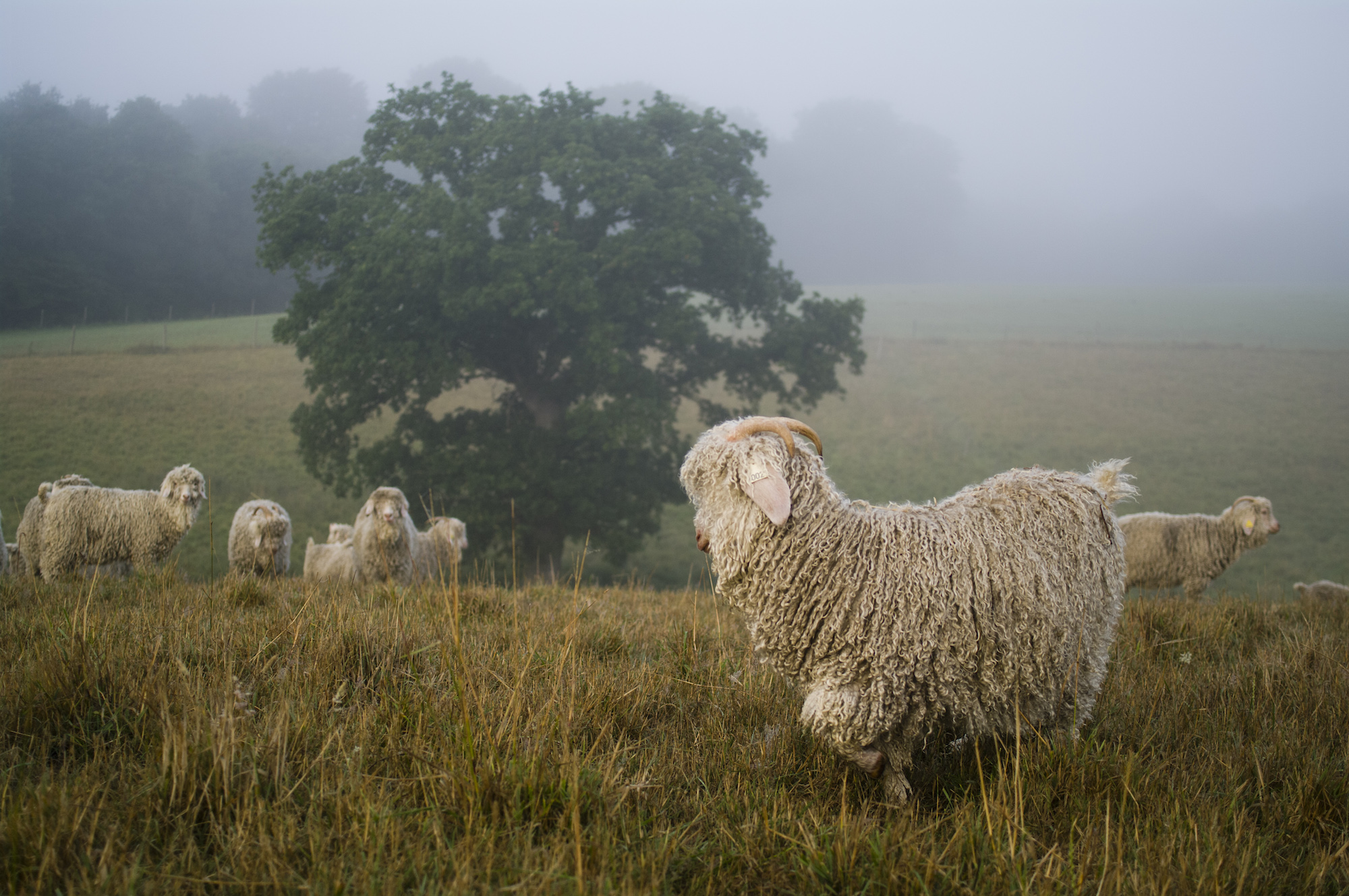 Les chèvres angora produisent la laine mohair. © Mohair du Pays de Corlay