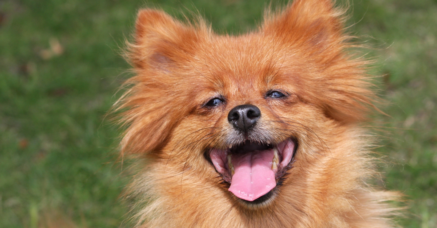 Une partie des spécialistes pensent que tous les mammifères pourraient être dotés du sens de l’humour. Les chiens riraient dans certaines occasions. © Karen Arnold, domaine public