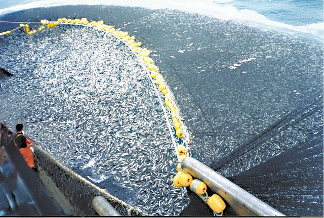 La surpêche menace les populations de poissons fourrage mais aussi celles des espèces qui s'en nourrissent comme le saumon, le thon ou les baleines. Ici : 400 tonnes de chinchard du Chili (Trachurus murphyi) pêchées par un senneur chilien. © C. Ortiz Rojas, Wikimedia Commons, DP