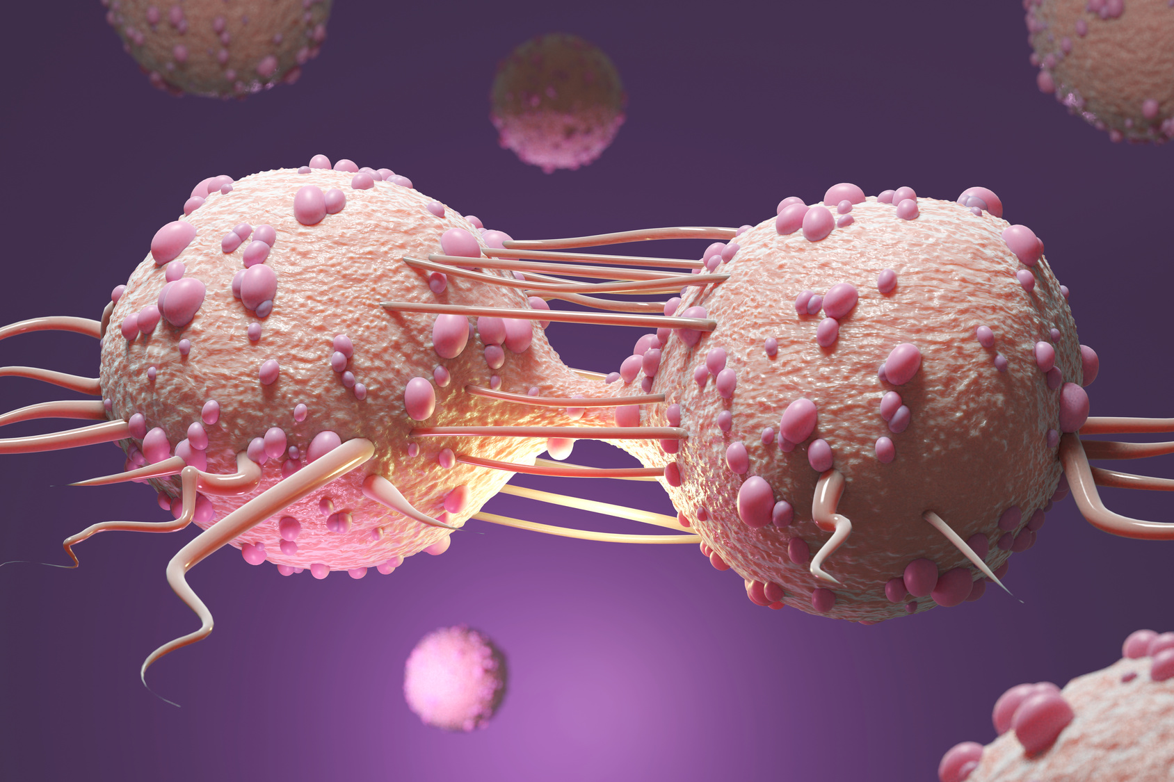 Des cellules cancéreuses en train de proliférer. © Steven, Fotolia