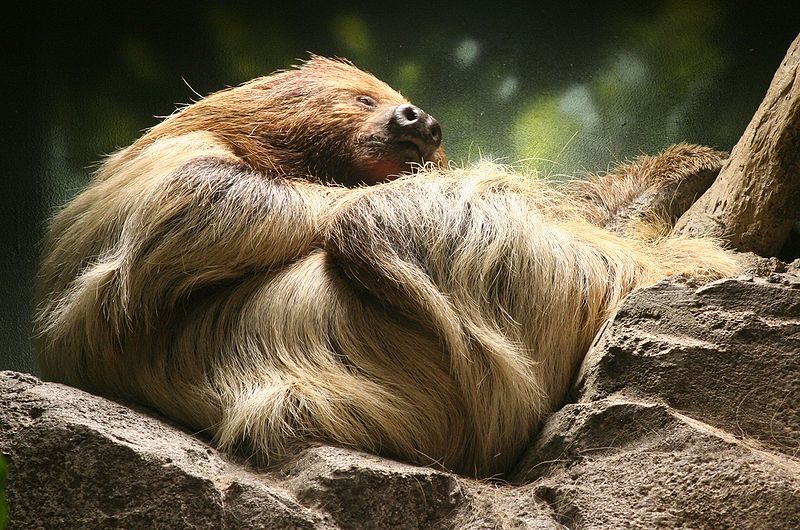 L'unau a la réputation d'être le mammifère le plus lent au monde. © Dave Pape, Wikipédia, DP