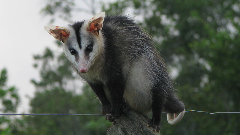 L'opossum à oreilles blanches se trouve sur l'ensemble du continent sud-américain, du Brésil à l'Argentine. © Alex Popovkin, Wikimedia Commons, cc by 2.0