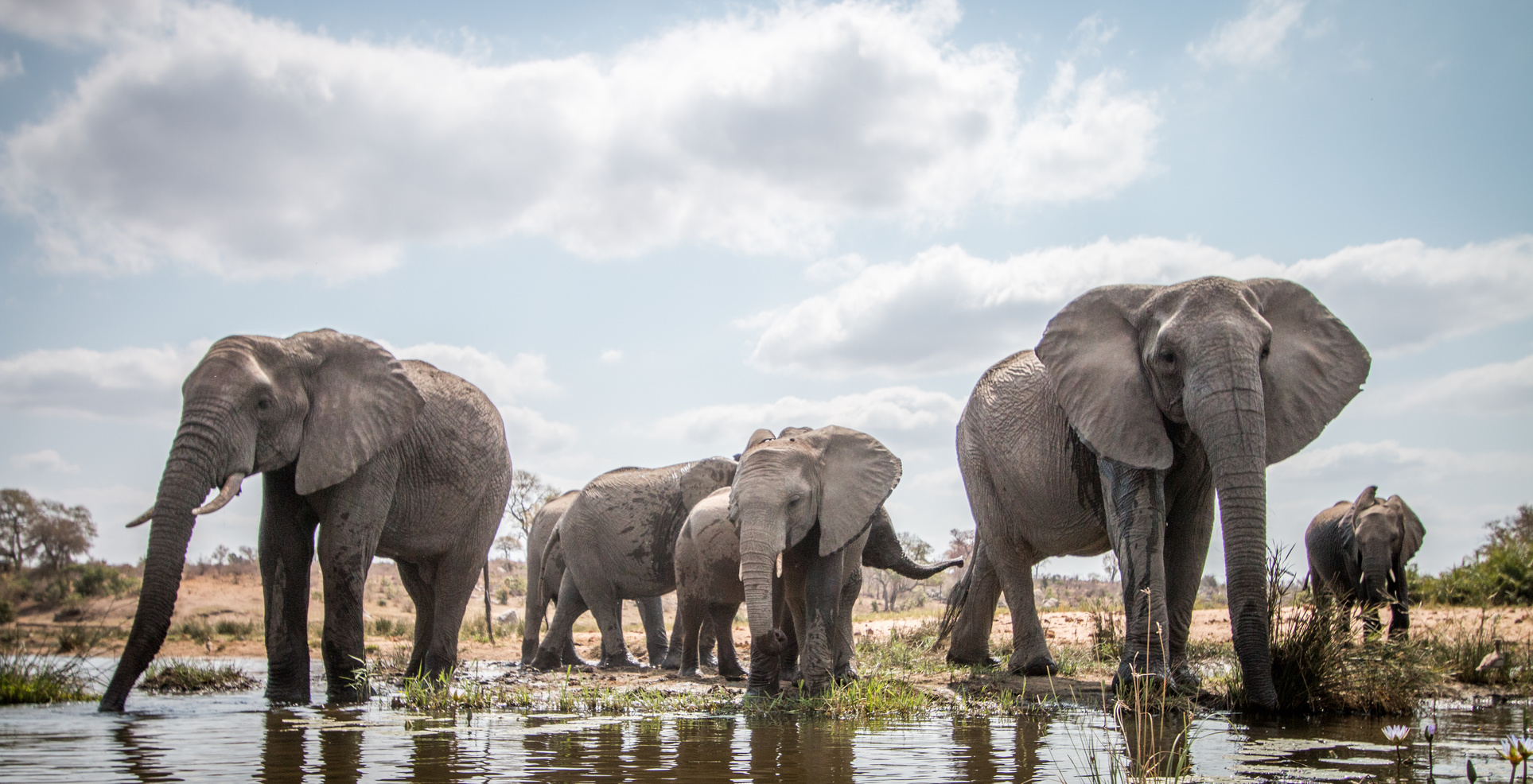 Animaux sociaux, les éléphants communiquent beaucoup entre eux, et de multiples manières. © Simoneemanphoto, Fotolia