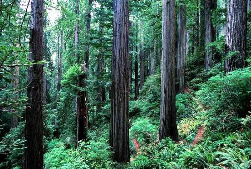 Les scènes se déroulant sur la lune forestière d'Endor dans Le retour du Jedi ont été tournées en extérieur dans le parc national de Redwood, en Californie. © DP, Wikipédia