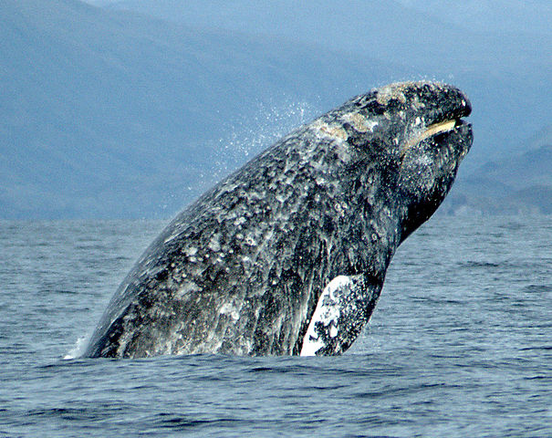 En provenance de Russie, une baleine grise, comme celle-ci, surnommée Varvara (Barbara, en russe), a traversé l'océan Pacifique d'ouest en est sur 10.880 km avant son retour. Le précédent record était détenu par une baleine à bosse&nbsp;: 9.800&nbsp;km, entre les côtes du Brésil et de Madagascar. © Merrill Gosho, NOAA, Wikimedia Commons, domaine public